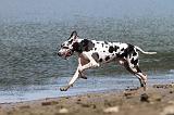 DOGUE ALLEMAND 123